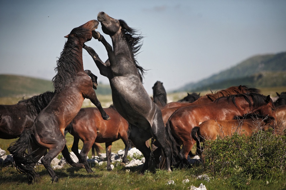 wilde Pferde von Vedran Vidak