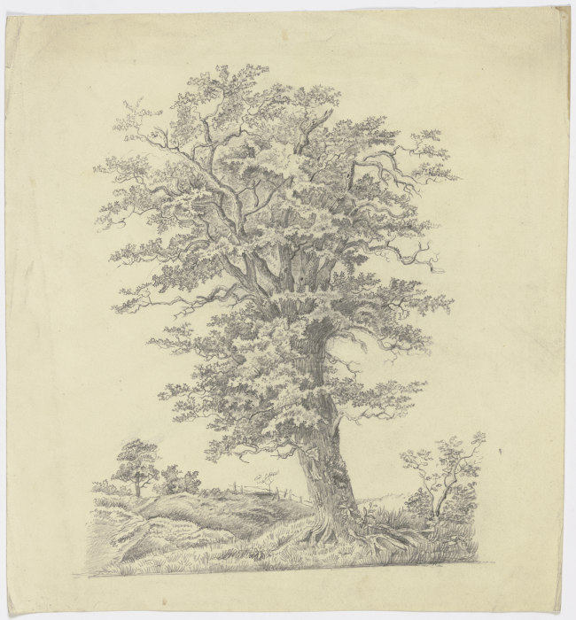 Baum auf einer Wiese von Victor Müller
