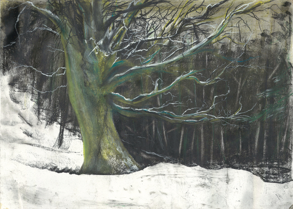 Tree in winter snow at Osmotherley woods von Vincent Alexander Booth