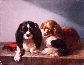 A Pair of Cavalier King Charles Spaniels on a Ledge