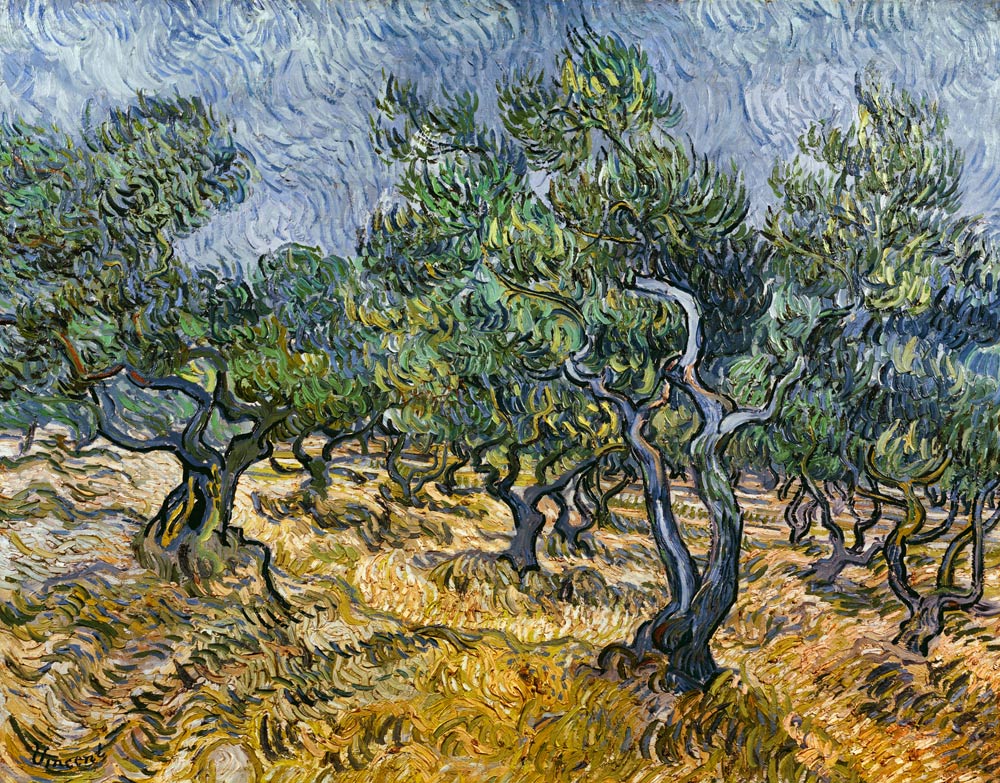 Olivenhain von Vincent van Gogh