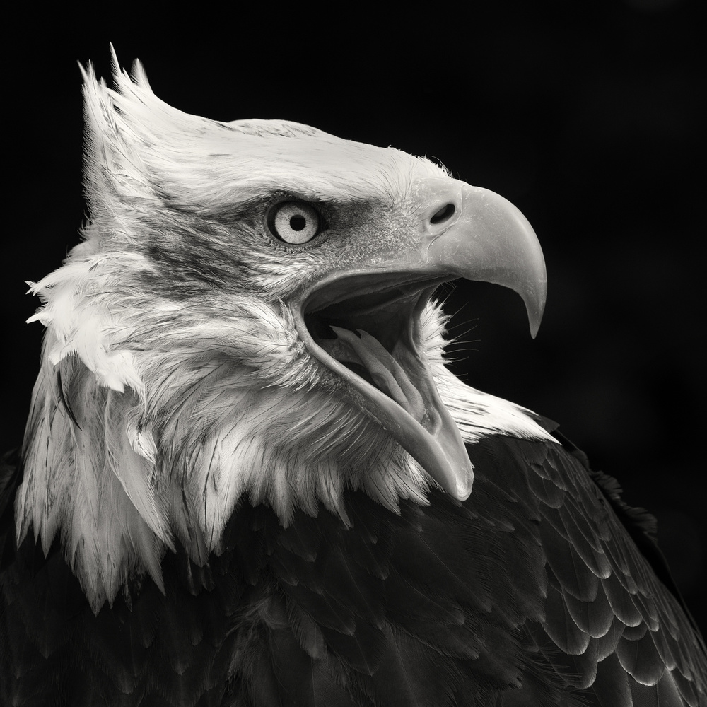 Der amerikanische Adler von Vincent Willems
