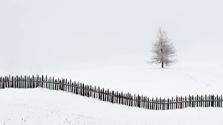 The larch behind the fence von Vito Miribung