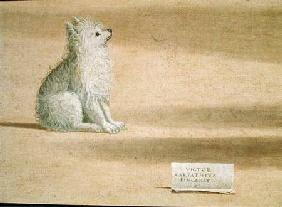Vision of St. Augustine, detail of the dog 1502-08