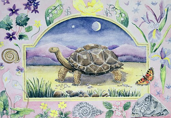 Giant Tortoise (month of May from a calendar)  von Vivika  Alexander
