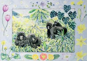 Mountain Gorillas (month of March from a calendar) 