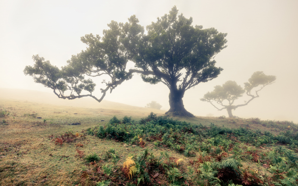 Nebel von Walter Lackner