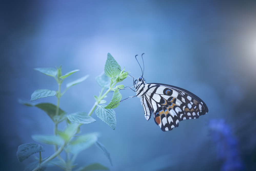 Schmetterling von Wang Li
