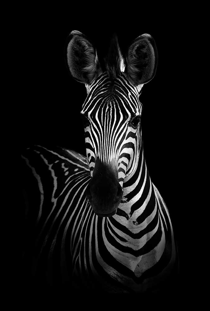 Das Zebra von WildPhotoArt