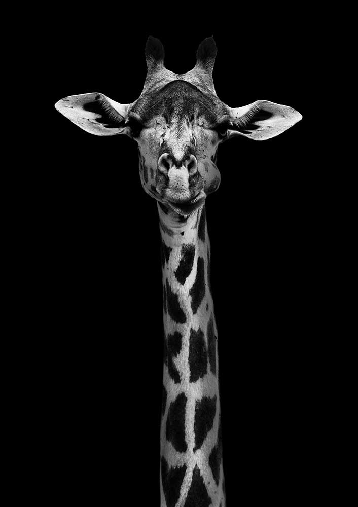 Giraffenporträt von WildPhotoArt