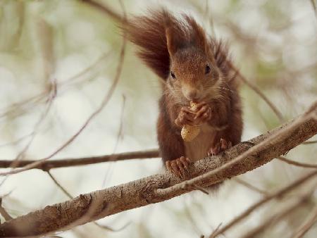 Spanisches Eichhörnchen