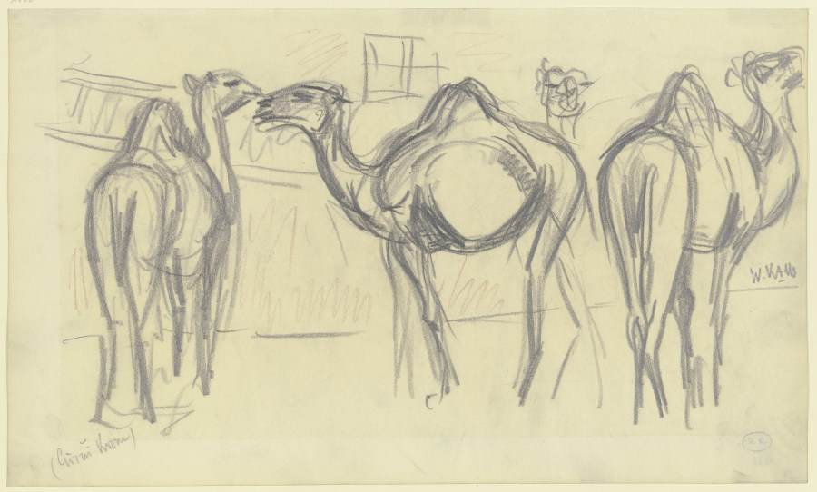 Kamele (Circus Krone) von Wilhelm Kalb
