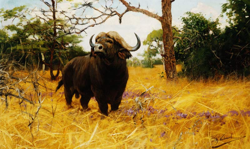 Ein Kaffernbüffel im Präriegras. von Wilhelm Kuhnert
