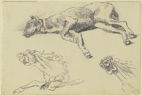Studienblatt: Die Dogge Cäsar, auf der Seite liegend nach links, schlafend; darunter zwei Pferdestud
