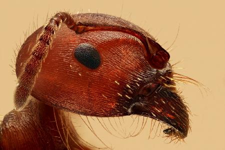 Porträt einer Roten Ameise