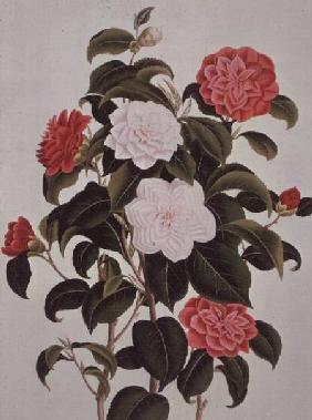 Camellia Japonica, from "A Monograph on the Genus of the Camellia" 1819