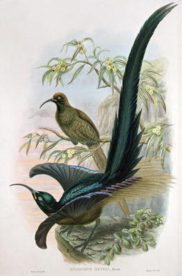 Epimachus Meyeri (colour litho) von William Hart