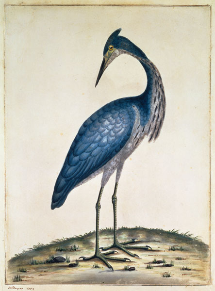 A Heron von William Hayes