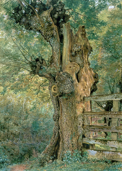 Pollard elm on the edge of the village pound (w/c and gouache) von William Henry Hunt