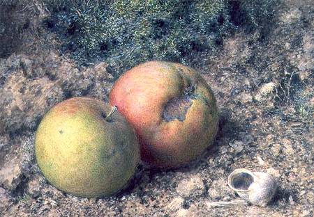 Still life with two apples and a snail shell (w/c and gouache) von William Henry Hunt