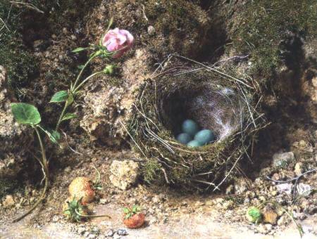 Still life with bird's nest von William Henry Hunt