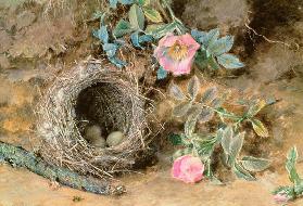 Wild Roses and Birds' Nests