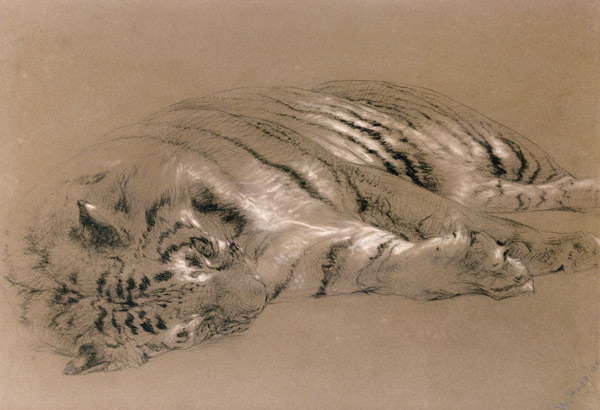 A Sleeping Tiger von William Huggins