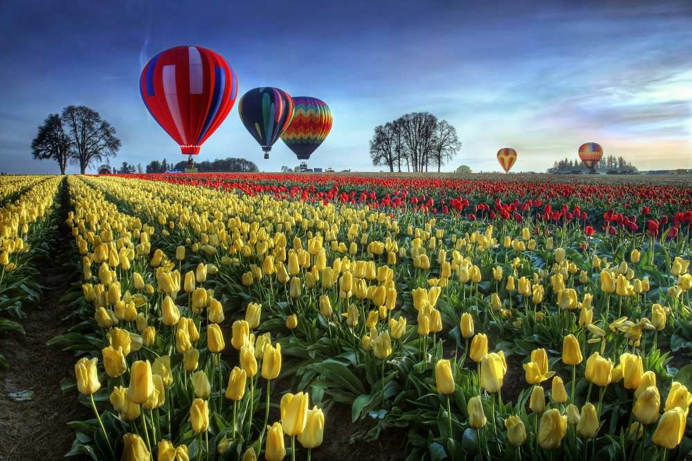 Hot air balloons over tulip field von William Lee