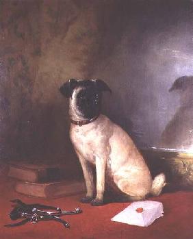Reflection - Portrait of a Pug 1858