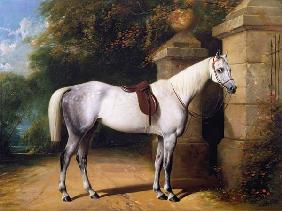 A Grey Horse by Park Gates 1851