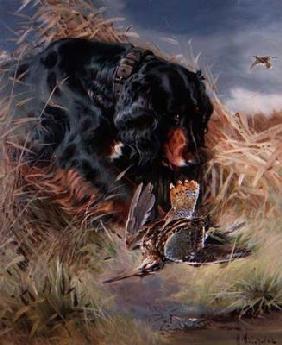 Gordon Setter among reeds 17th