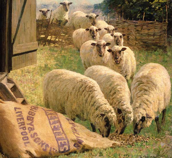 Sheep feeding from an upturned grain bag von William Gunning King