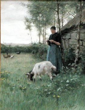 A Dutch girl with goat and chickens c.1910  on