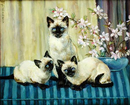Three Siamese Cats von Winifred Humphery