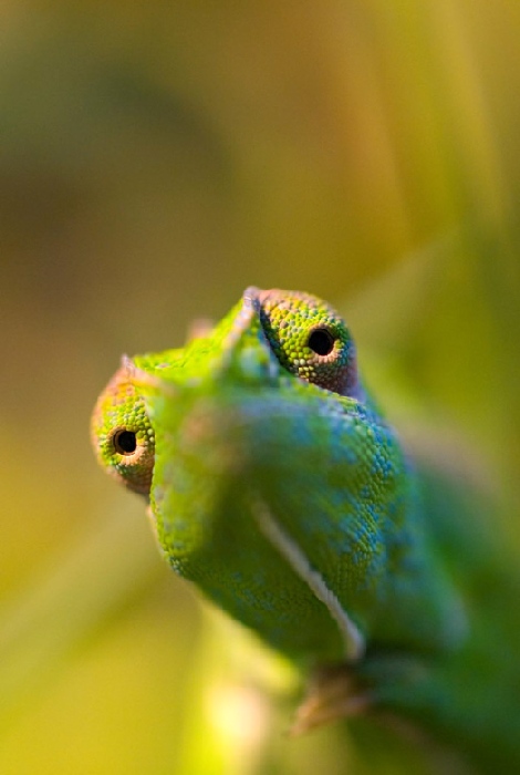chameleon von Wolfgang Simlinger