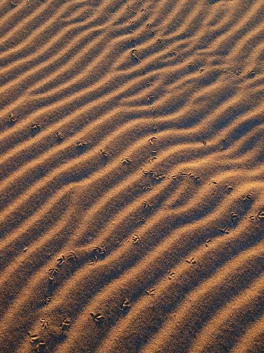 dunes von Wolfgang Simlinger