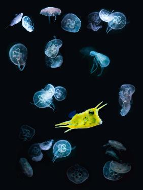 jelly + fish