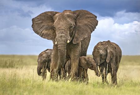 Elefantenmutter beschützt ihre Kälber