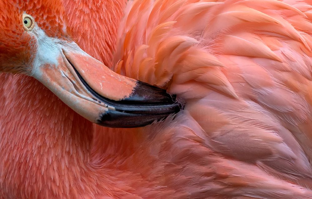 Flamingo Nahaufnahme von Xavier Ortega