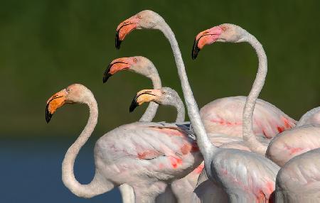 Flamingos laufen