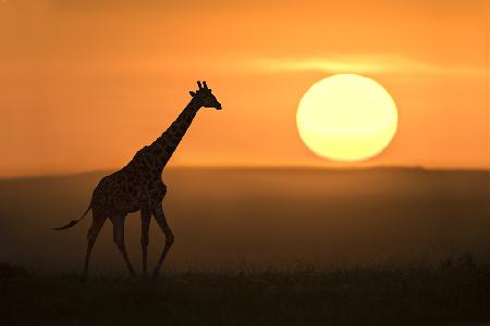 Giraffe bei Sonnenaufgang
