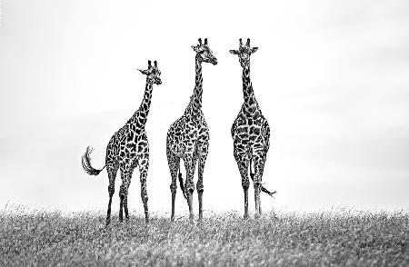Giraffen in der Mara-Ebene
