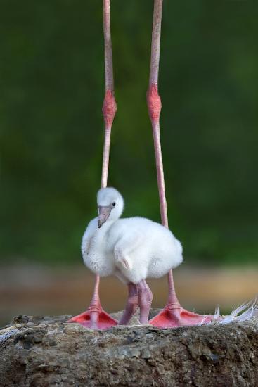 Karibisches Flamingoküken