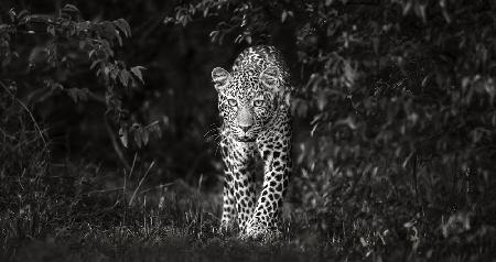 Leopard,auf Augenhöhe