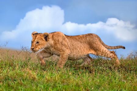 Löwenjunges auf der Jagd