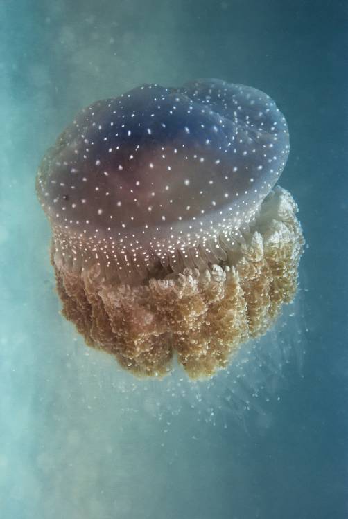 Jellyfish - Phylorhiza punctata von Yaron Halevy