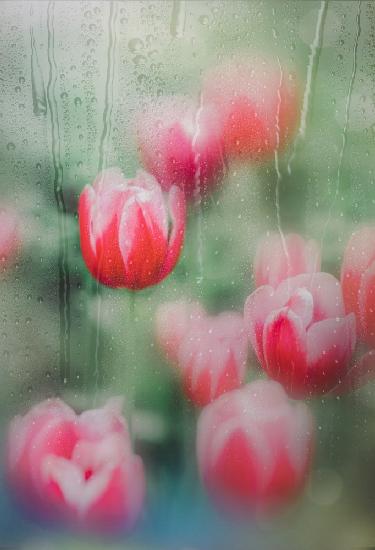 Tulpen,die Gnade