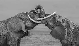 Elefanten kämpfen