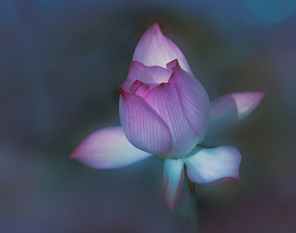 Lotus von Yuzheng Ren