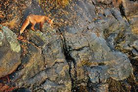 Fox on the Rocks